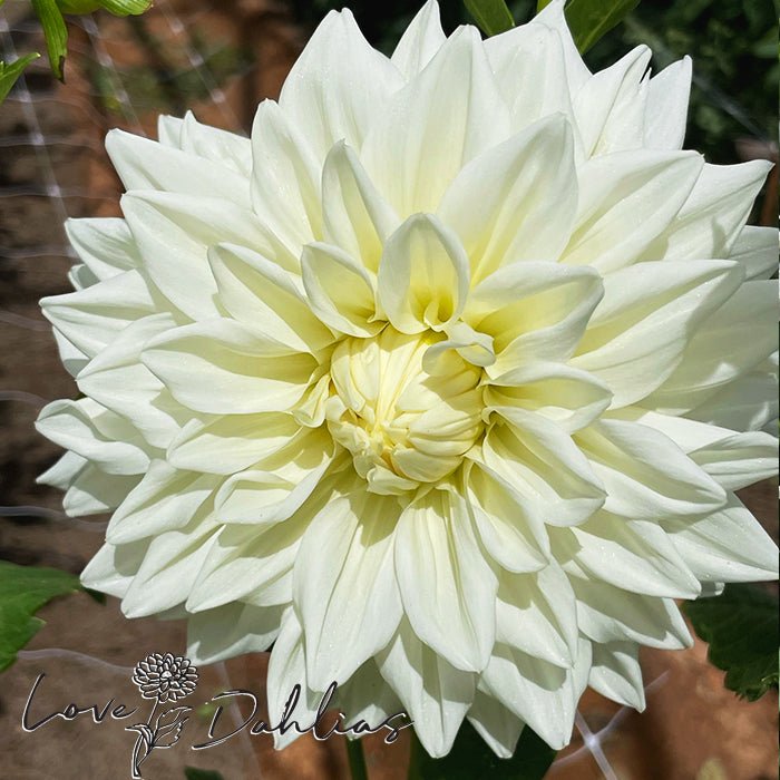 White Alva Dahlia Tuber - Love Dahlias - south - africa - flower - bulbs