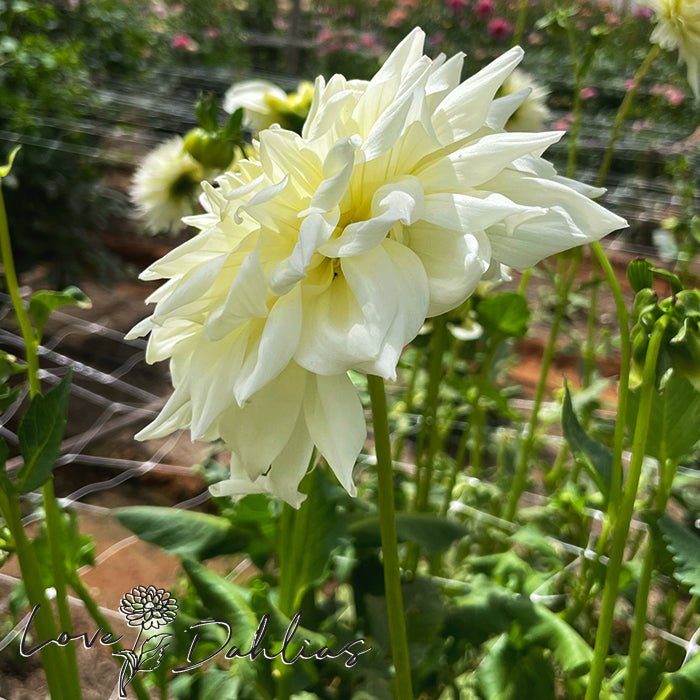 White Alva Dahlia Tuber - Love Dahlias - south - africa - flower - bulbs