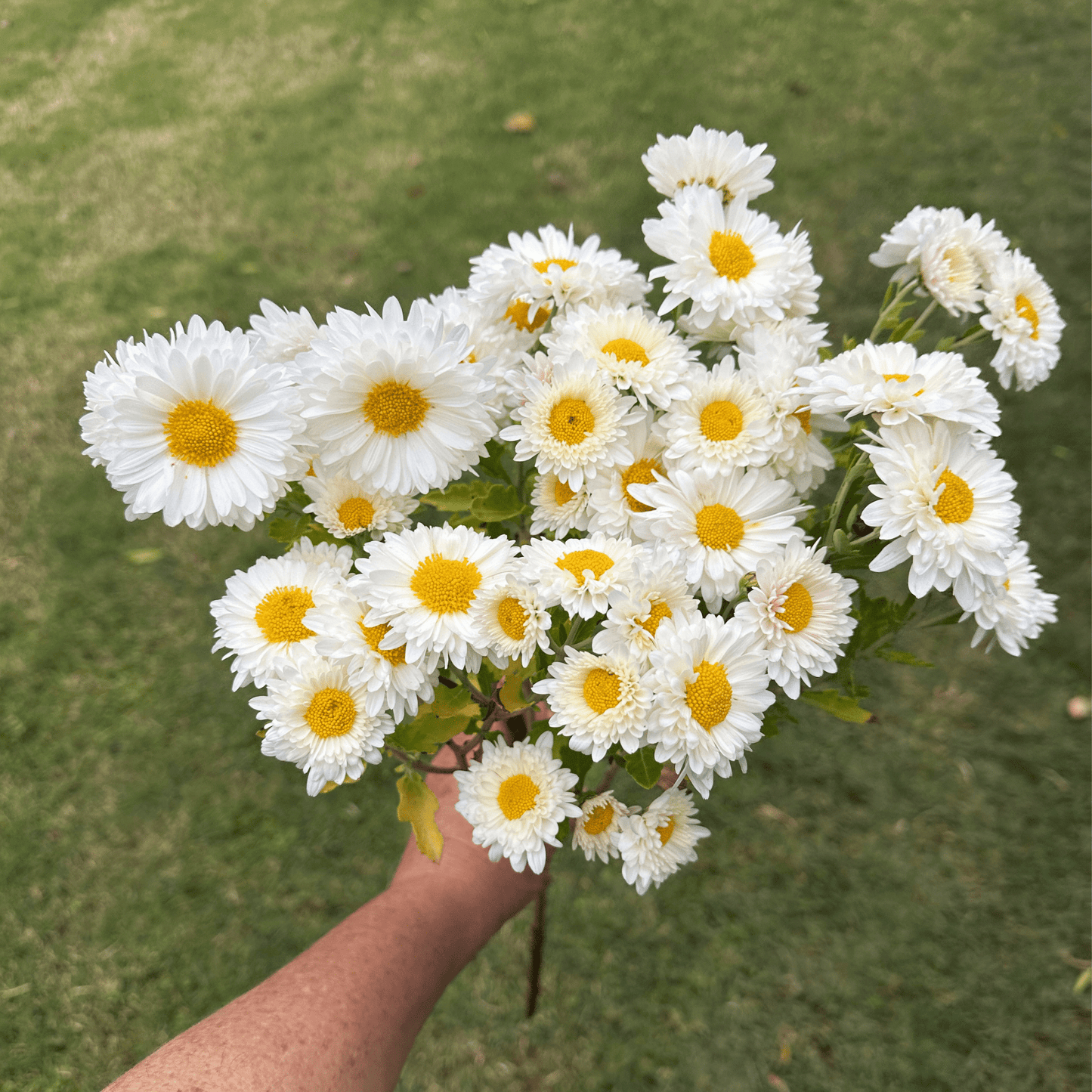 White Buttercream Heirloom Chrysanthemum | South Africa - Love Dahlias - south - africa - flower - bulbs