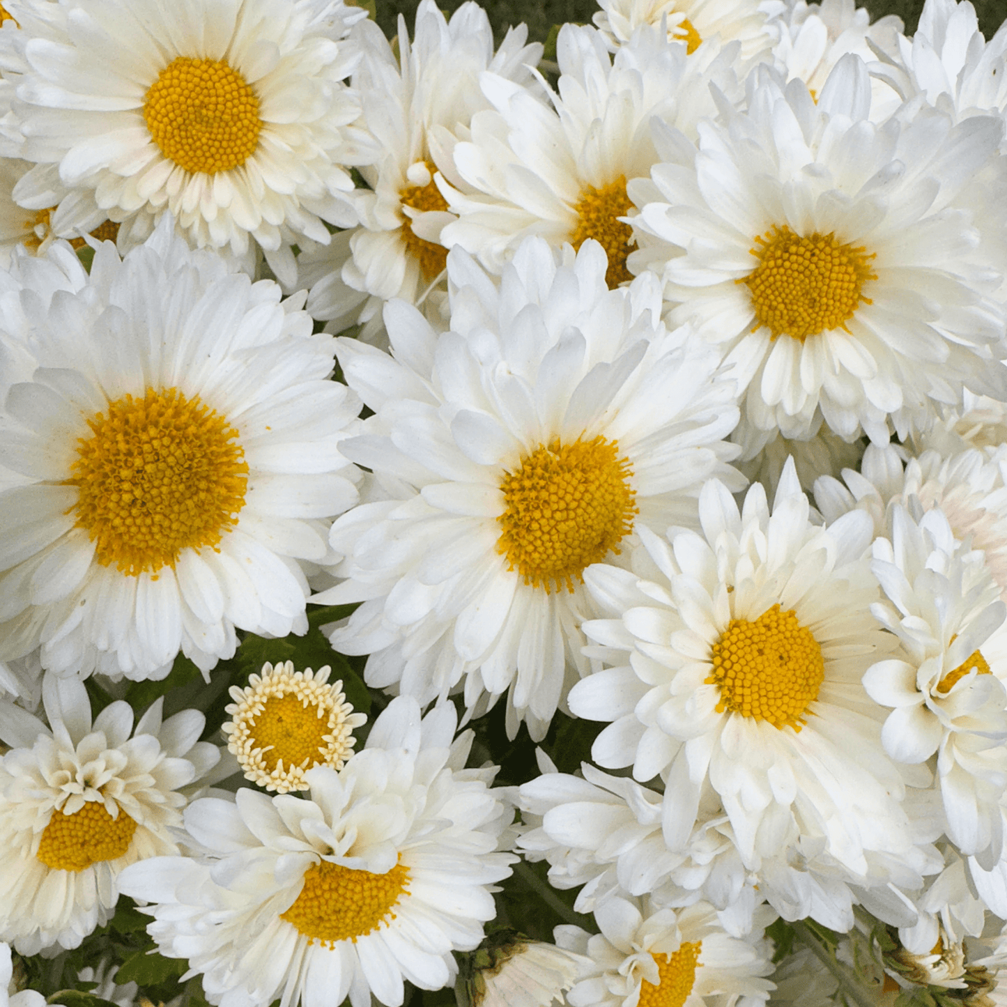 White Buttercream Heirloom Chrysanthemum | South Africa - Love Dahlias - south - africa - flower - bulbs