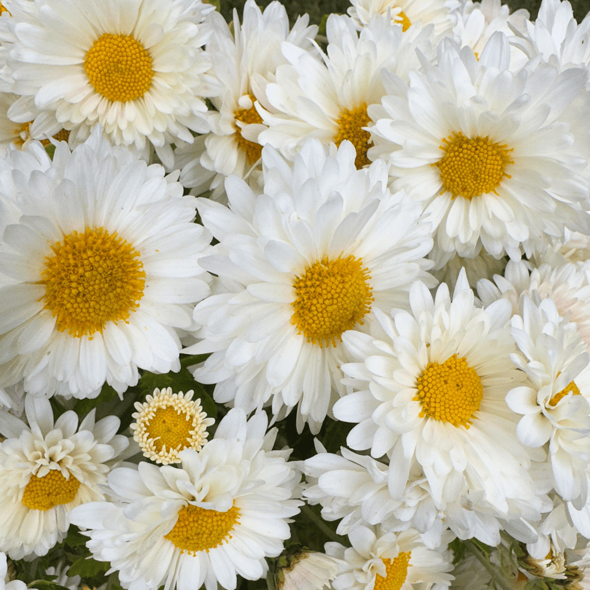 White Buttercream Heirloom Chrysanthemum | South Africa - Love Dahlias - south - africa - flower - bulbs