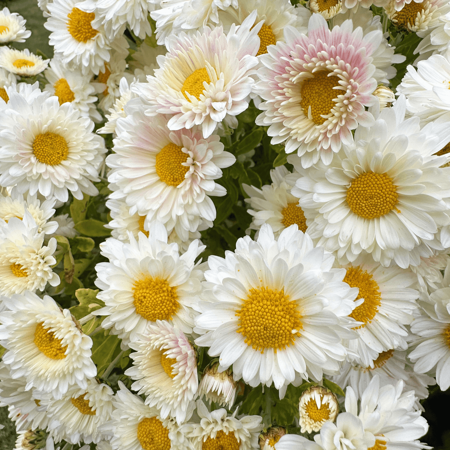 White Buttercream Heirloom Chrysanthemum | South Africa - Love Dahlias - south - africa - flower - bulbs