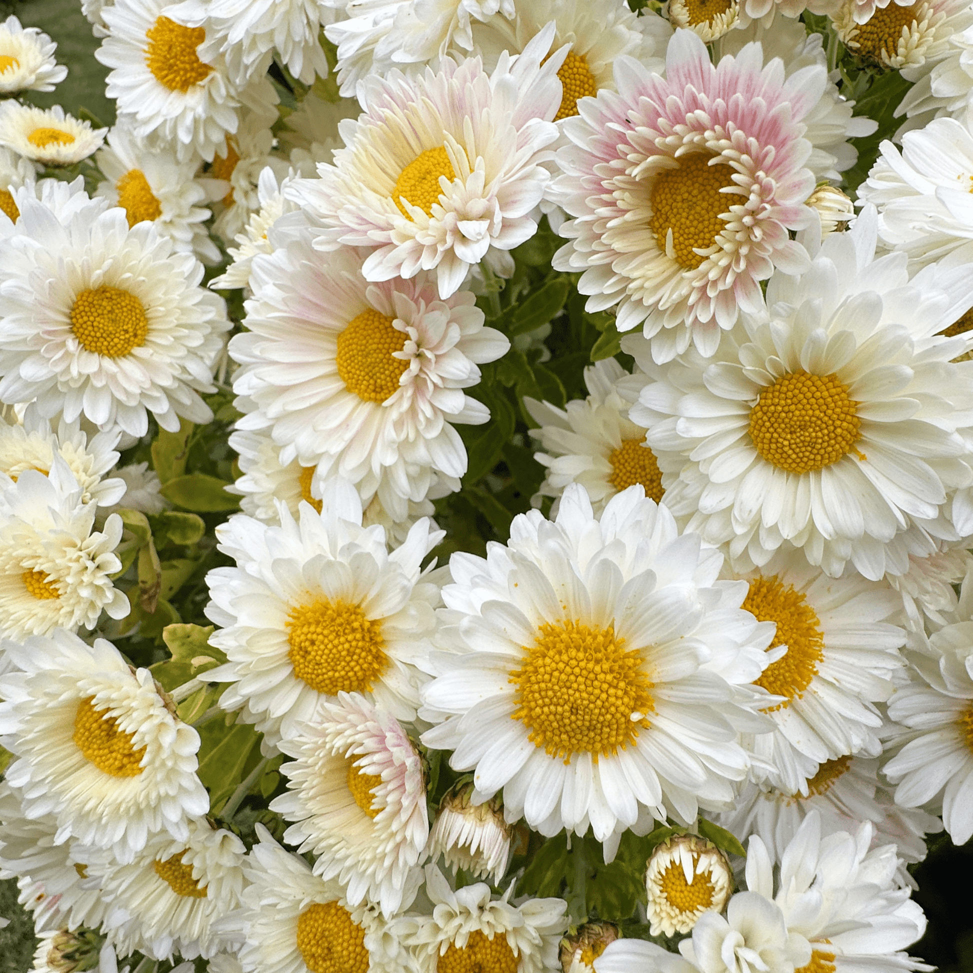 White Buttercream Heirloom Chrysanthemum | South Africa - Love Dahlias - south - africa - flower - bulbs