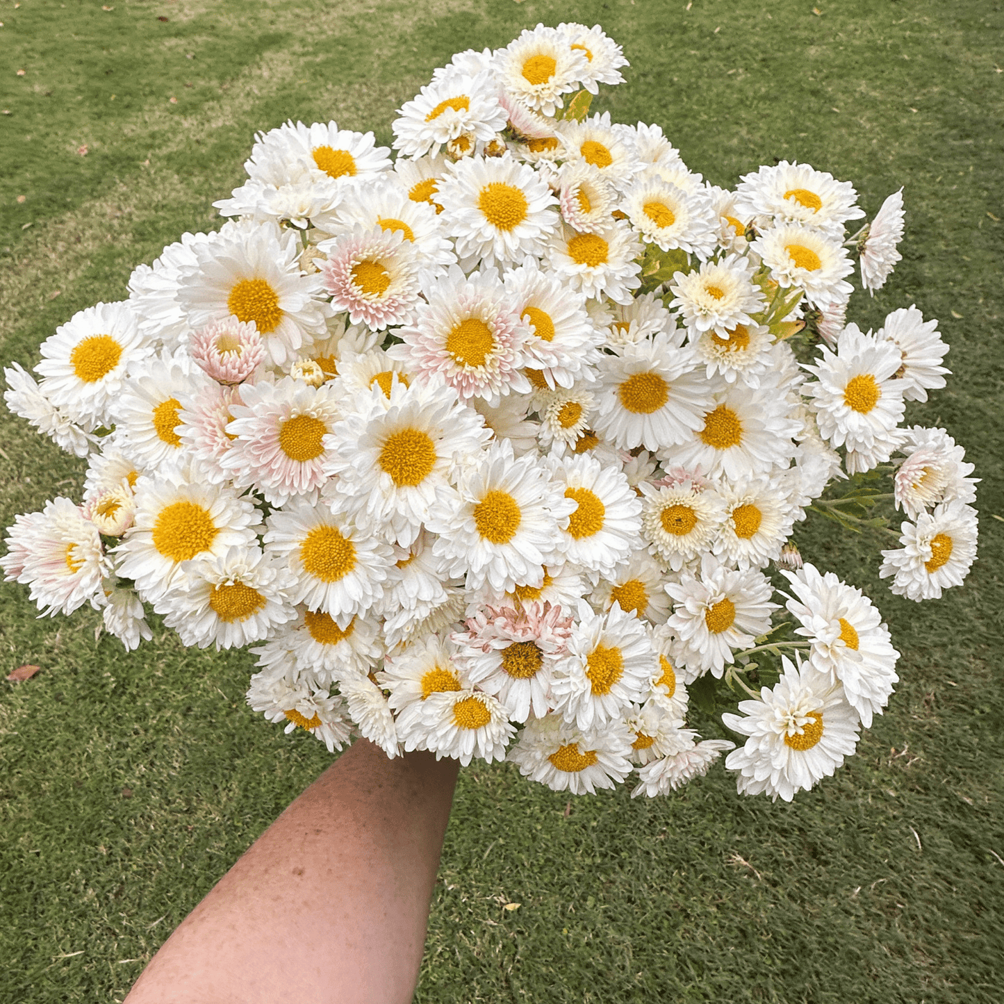 White Buttercream Heirloom Chrysanthemum | South Africa - Love Dahlias - south - africa - flower - bulbs