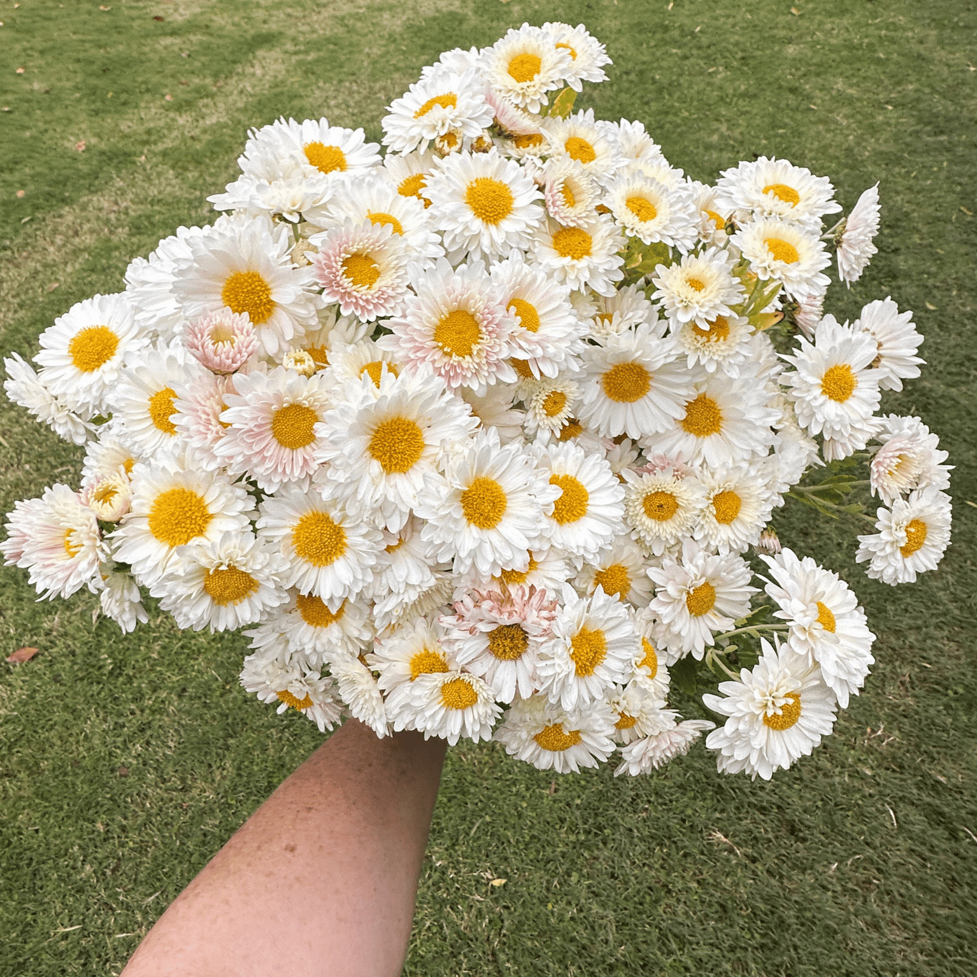 White Buttercream Heirloom Chrysanthemum | South Africa - Love Dahlias - south - africa - flower - bulbs