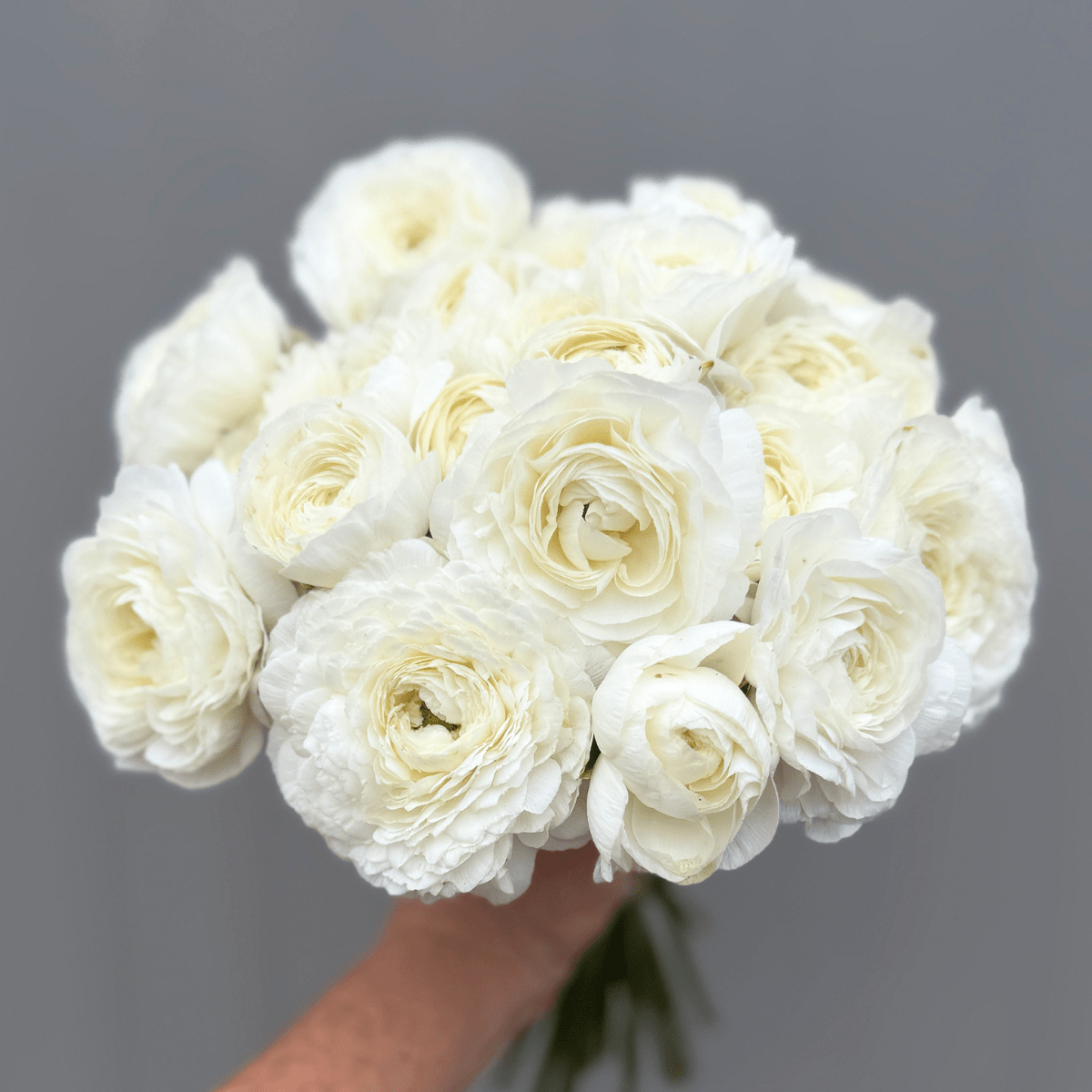 White Elegantly Double Ranunculus - 10 Corms - Love Dahlias-#south#-#africa#-#flower#-#bulbs#