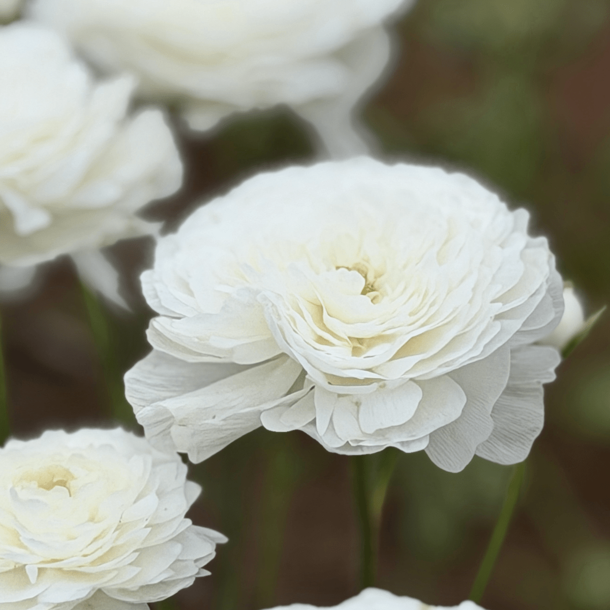 White Elegantly Double Ranunculus - 10 Corms - Love Dahlias-#south#-#africa#-#flower#-#bulbs#