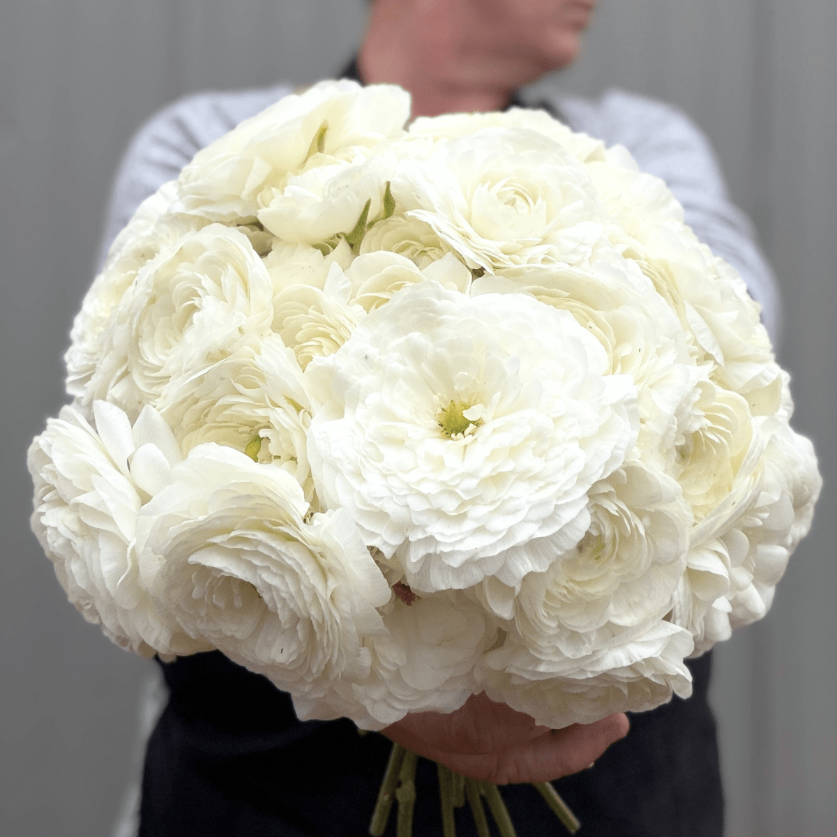 White Elegantly Double Ranunculus - 10 Corms - Love Dahlias-#south#-#africa#-#flower#-#bulbs#