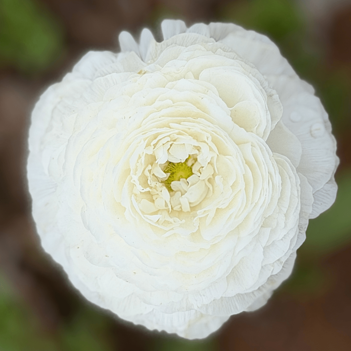 White Elegantly Double Ranunculus - 10 Corms - Love Dahlias-#south#-#africa#-#flower#-#bulbs#