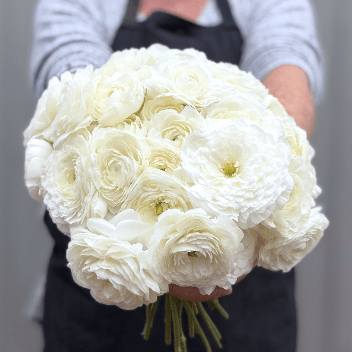 White Elegantly Double Ranunculus - 10 Corms - Love Dahlias-#south#-#africa#-#flower#-#bulbs#