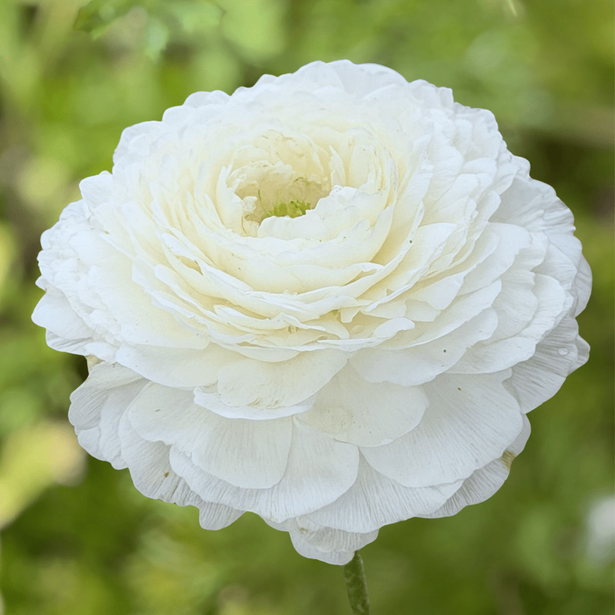 White Elegantly Double Ranunculus - 10 Corms - Love Dahlias-#south#-#africa#-#flower#-#bulbs#