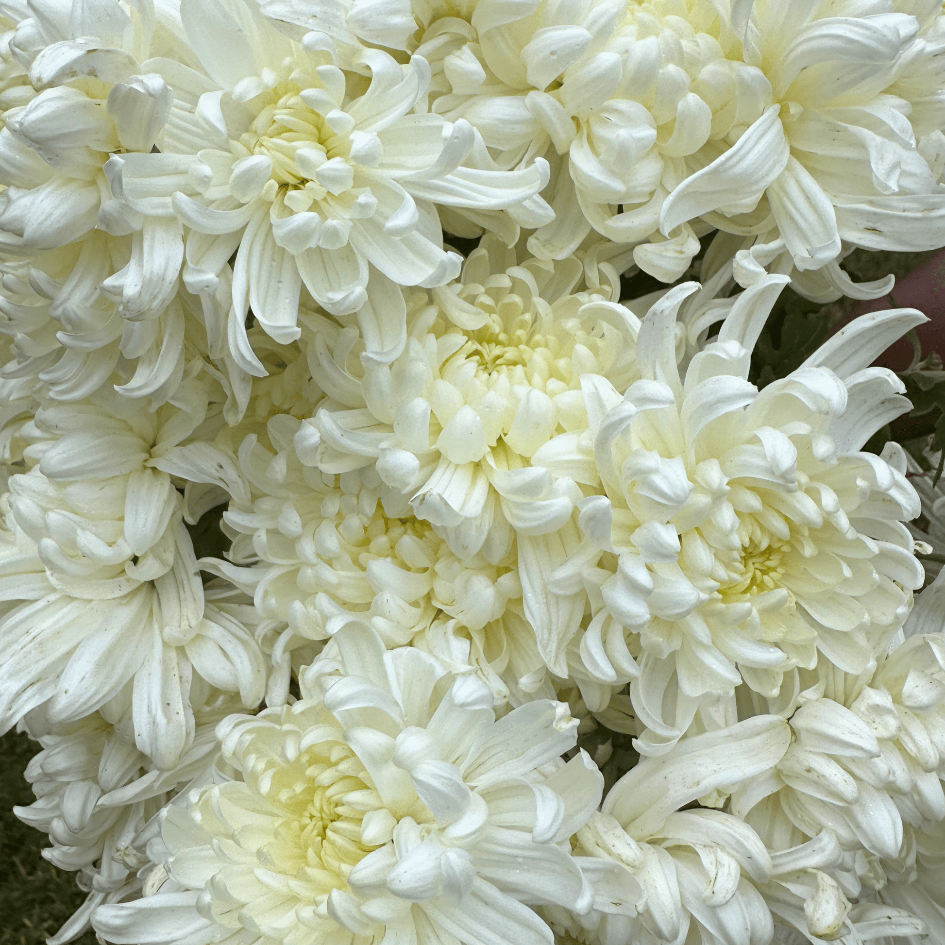 White Kokka Kinn Zann Heirloom Chrysanthemum | South Africa - Love Dahlias - south - africa - flower - bulbs