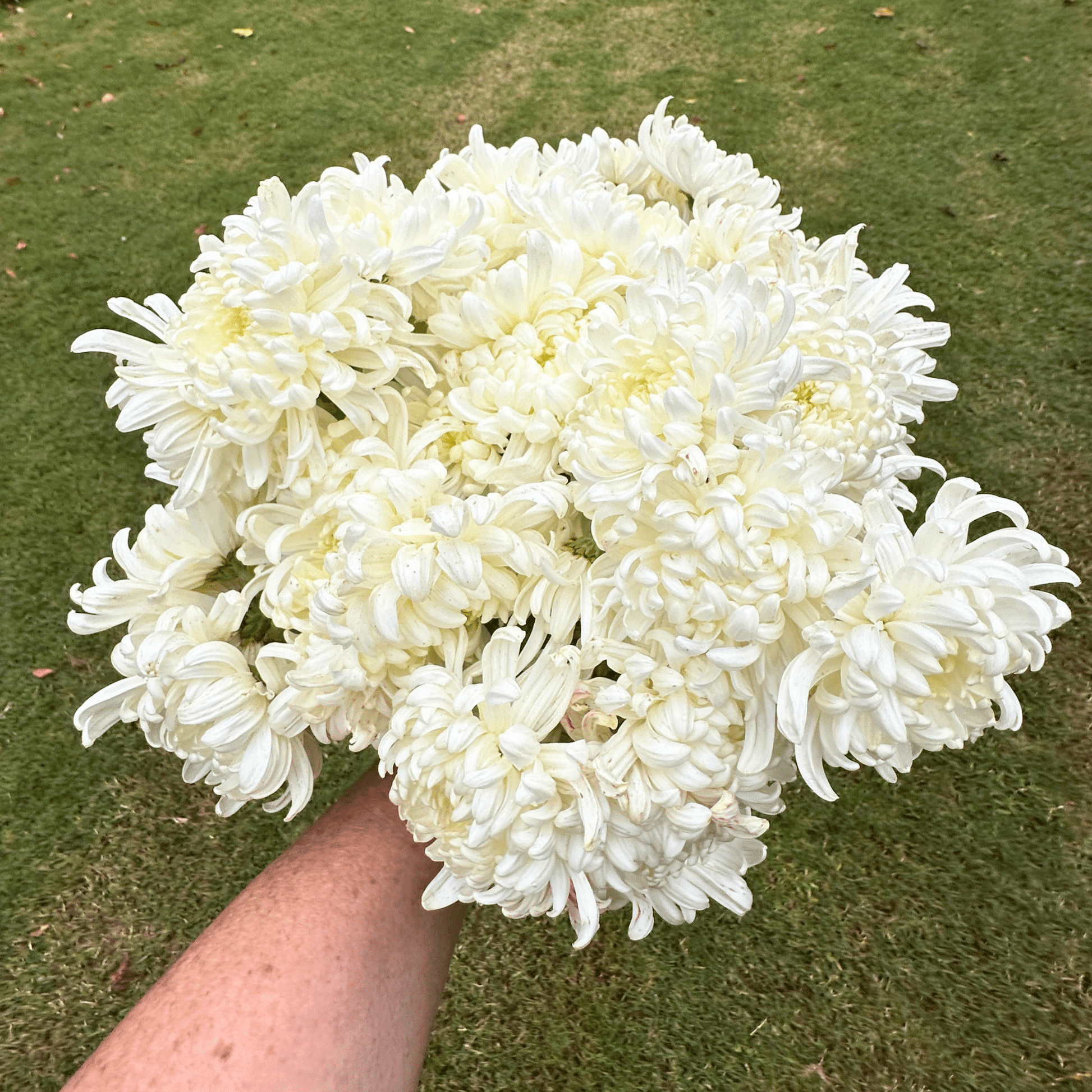 White Kokka Kinn Zann Heirloom Chrysanthemum | South Africa - Love Dahlias - south - africa - flower - bulbs