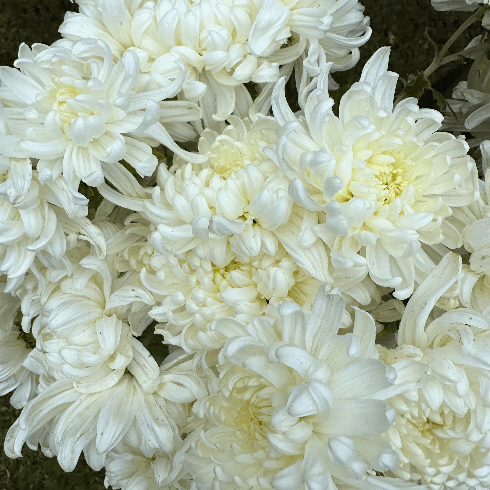 White Kokka Kinn Zann Heirloom Chrysanthemum | South Africa - Love Dahlias - south - africa - flower - bulbs