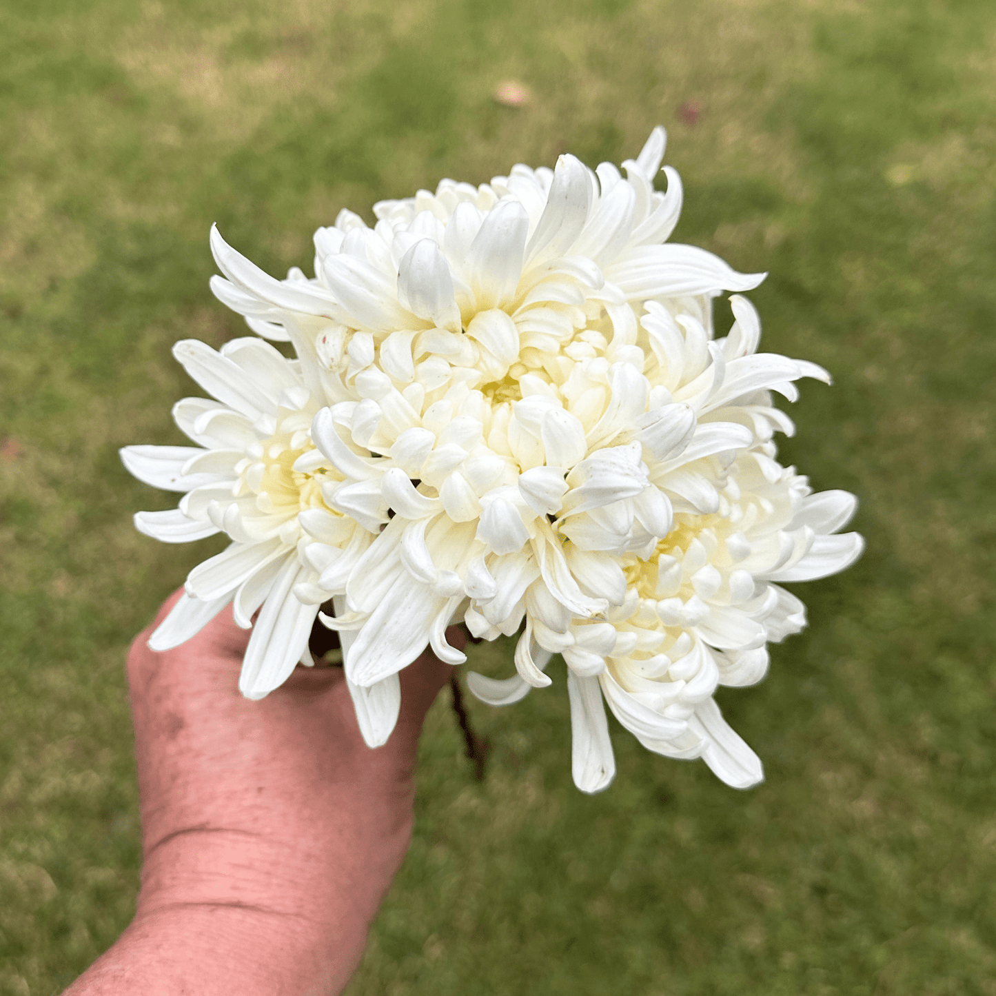 White Kokka Kinn Zann Heirloom Chrysanthemum | South Africa - Love Dahlias - south - africa - flower - bulbs