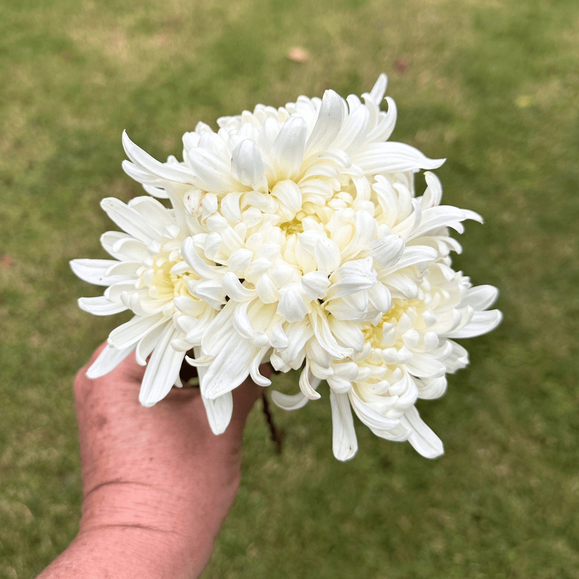 White Kokka Kinn Zann Heirloom Chrysanthemum | South Africa - Love Dahlias - south - africa - flower - bulbs