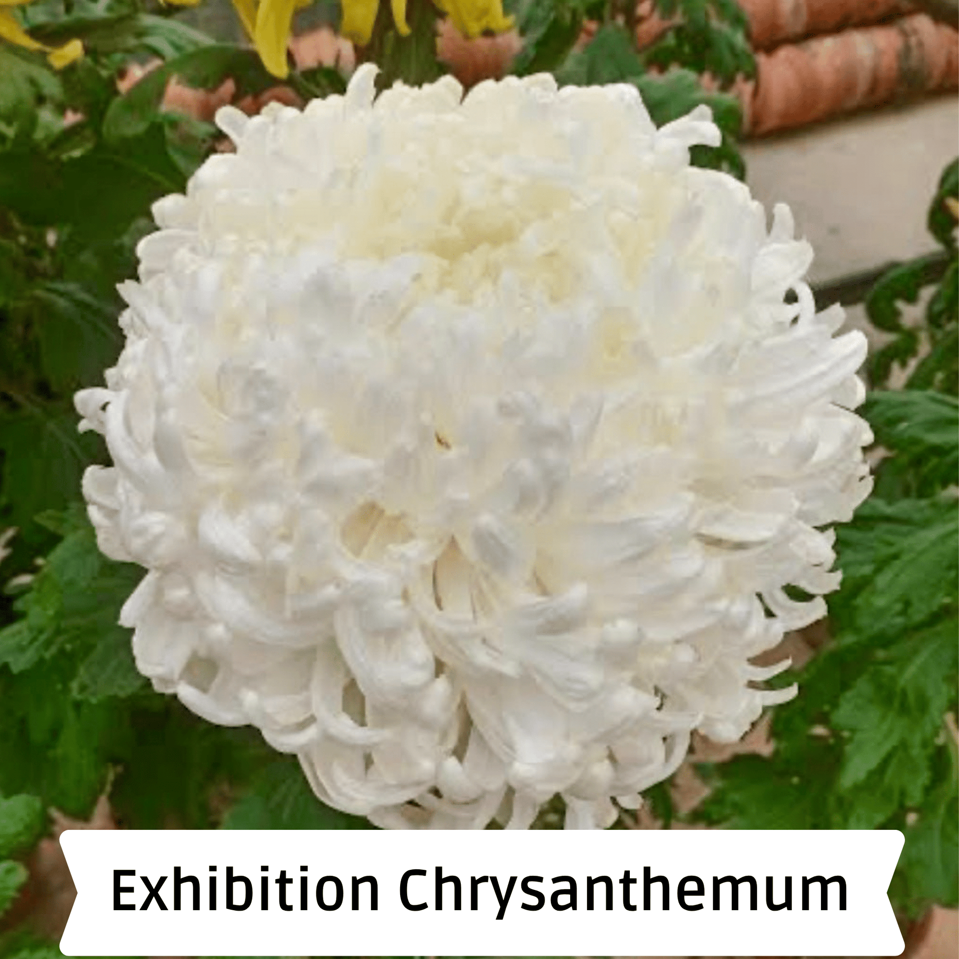 White Kokka Kinn Zann Heirloom Chrysanthemum | South Africa - Love Dahlias - south - africa - flower - bulbs