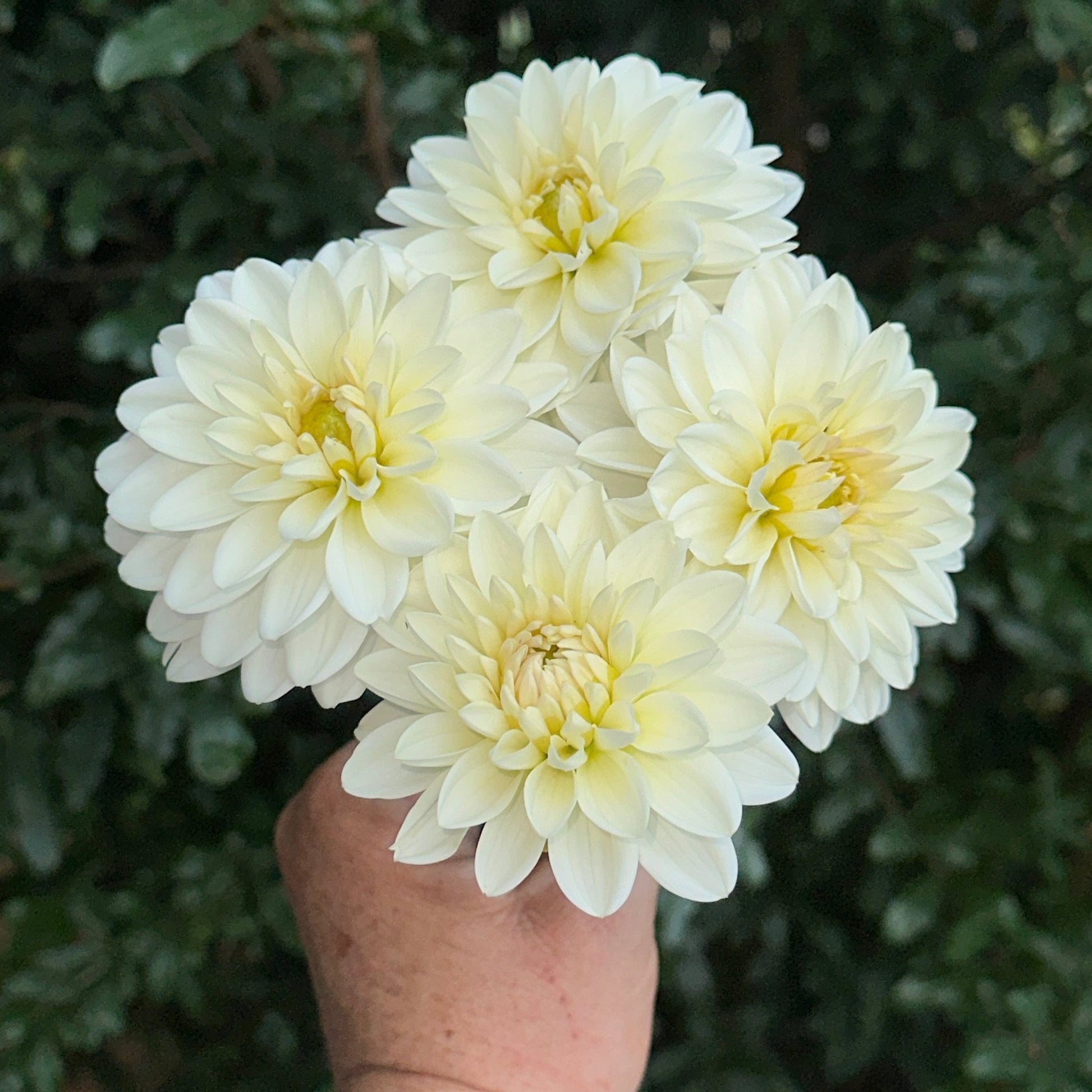 White Onesta Dahlia Tuber - Love Dahlias - south - africa - flower - bulbs