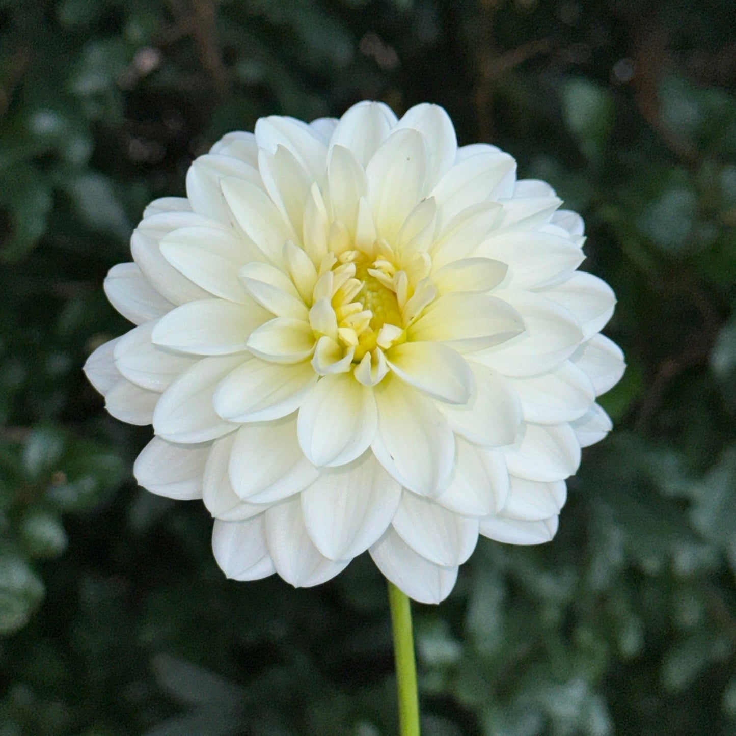 White Onesta Dahlia Tuber - Love Dahlias - south - africa - flower - bulbs