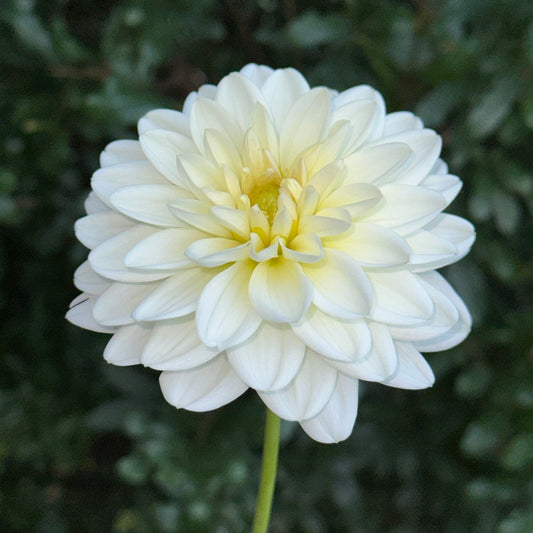 White Onesta Dahlia Tuber - Love Dahlias - south - africa - flower - bulbs