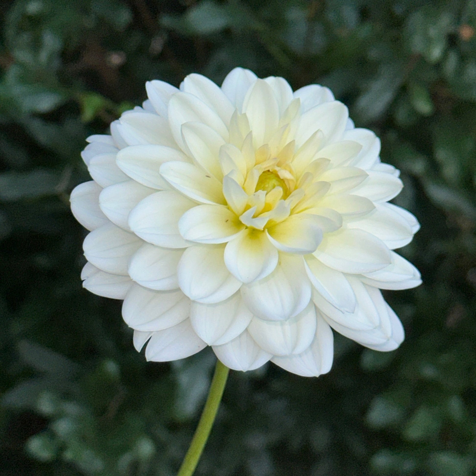 White Onesta Dahlia Tuber - Love Dahlias - south - africa - flower - bulbs