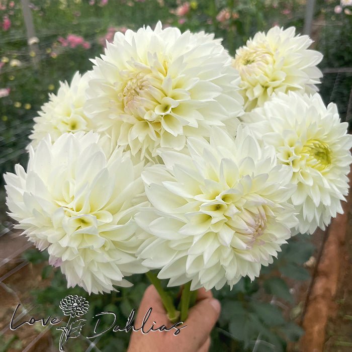White Pearl AKA Wittem Dahlia Tuber - Love Dahlias - south - africa - flower - bulbs