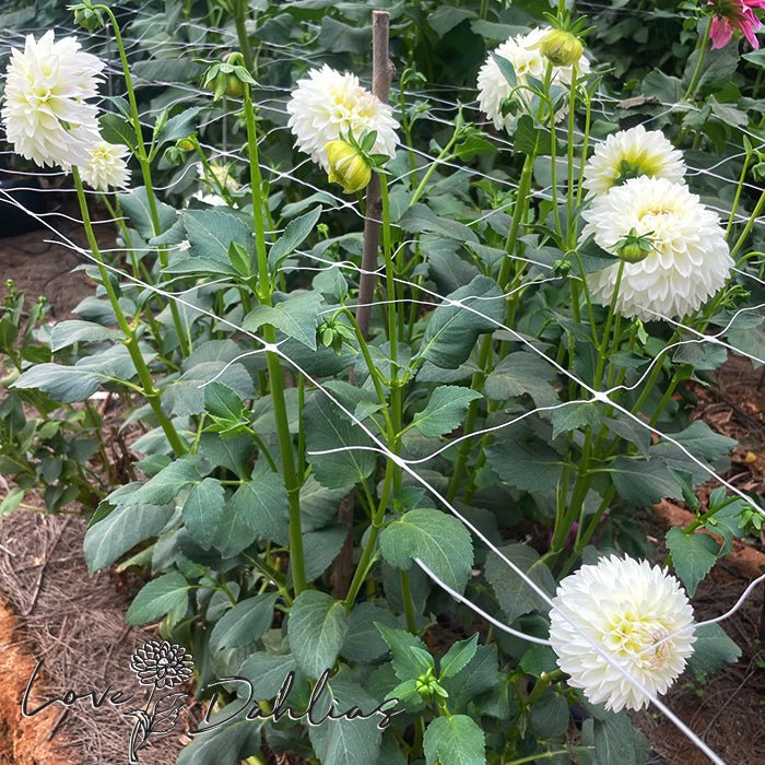 White Pearl AKA Wittem Dahlia Tuber - Love Dahlias - south - africa - flower - bulbs