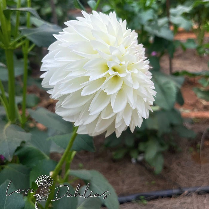 White Pearl AKA Wittem Dahlia Tuber - Love Dahlias - south - africa - flower - bulbs