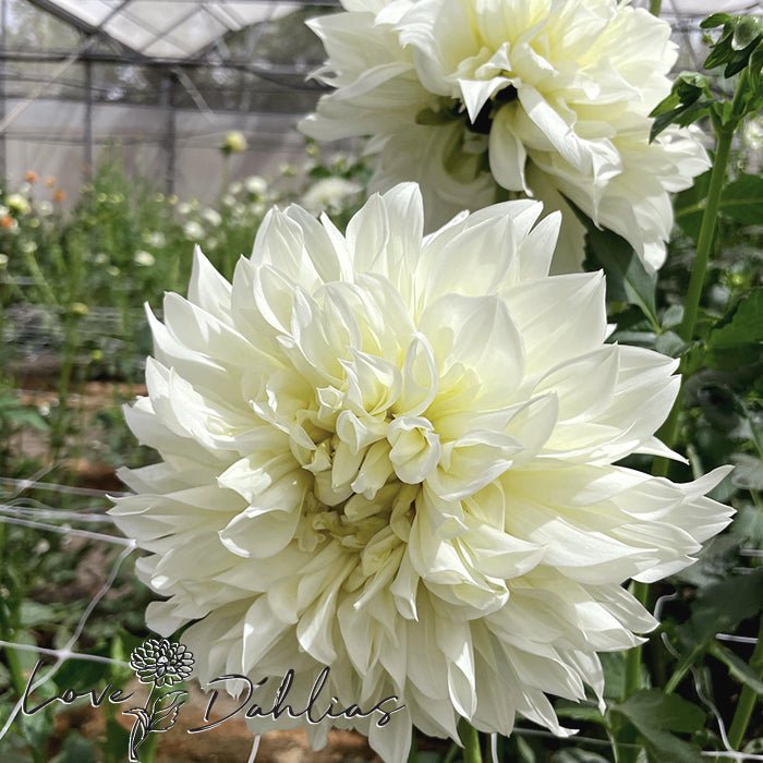White Perfection Dahlia Tuber - Love Dahlias - south - africa - flower - bulbs