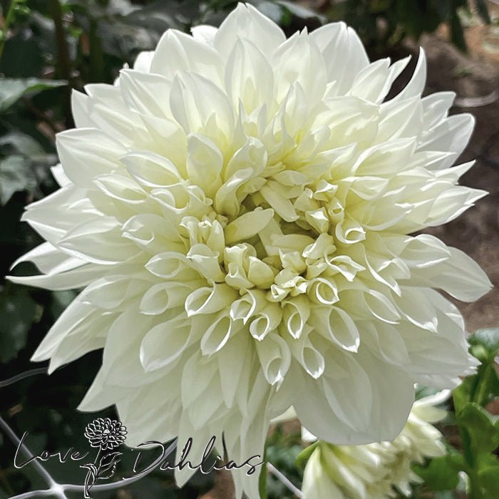White Perfection Dahlia Tuber - Love Dahlias - south - africa - flower - bulbs