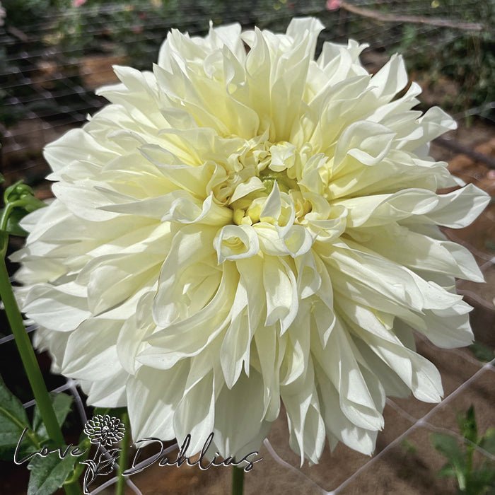 White Perfection Dahlia Tuber - Love Dahlias - south - africa - flower - bulbs