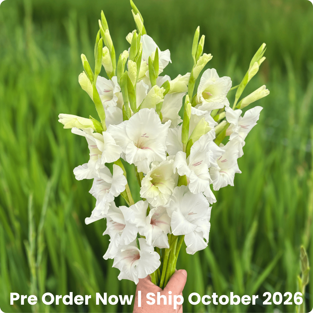 White Prosperity Gladiolus Corms (Pack of 10) Sword Lily - Love Dahlias - south - africa - flower - bulbs