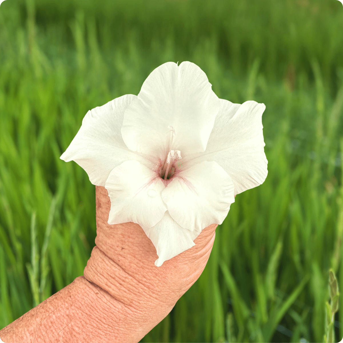White Prosperity Gladiolus (Pack of 10) Sword Lily - Love Dahlias - south - africa - flower - bulbs