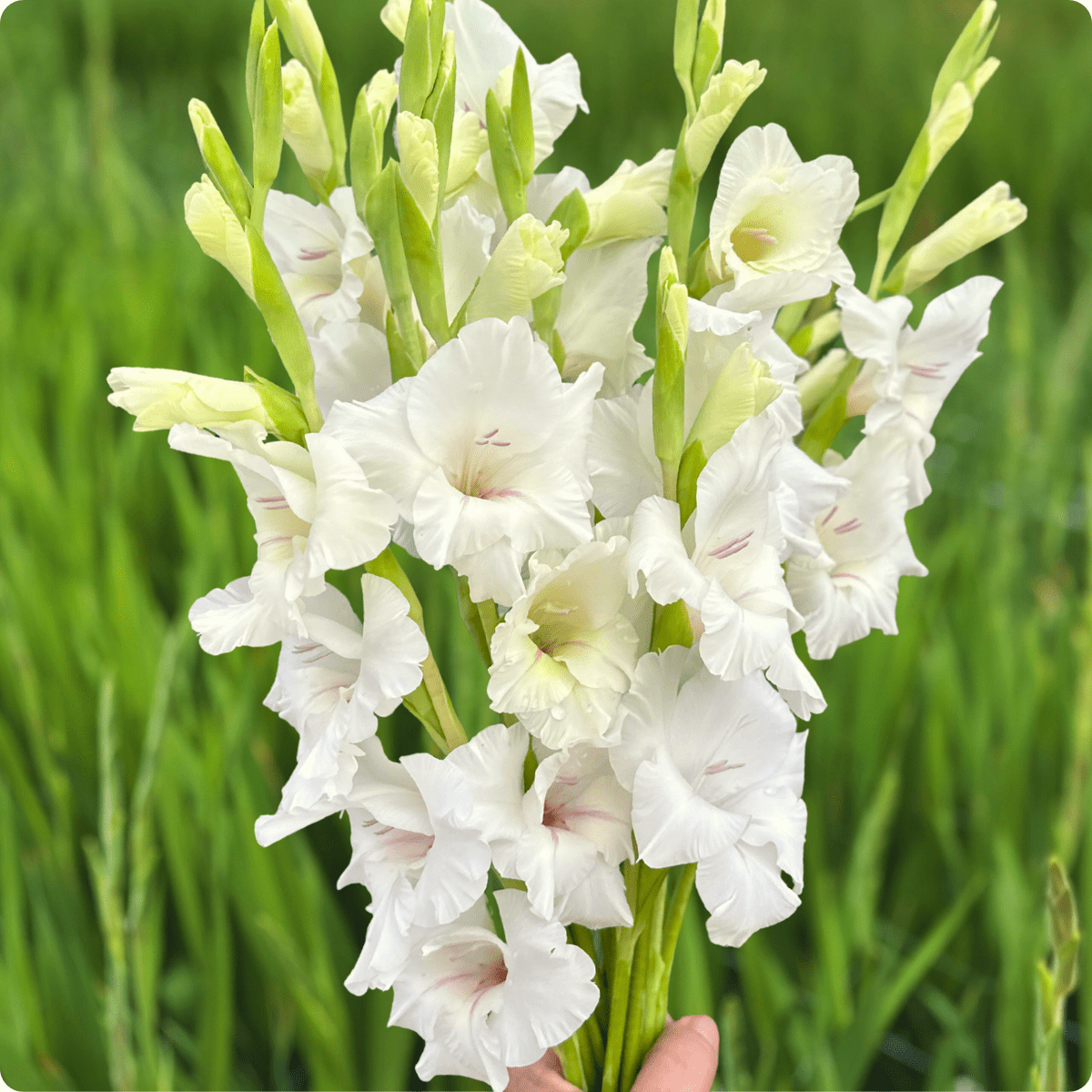White Prosperity Gladiolus (Pack of 10) Sword Lily - Love Dahlias - south - africa - flower - bulbs