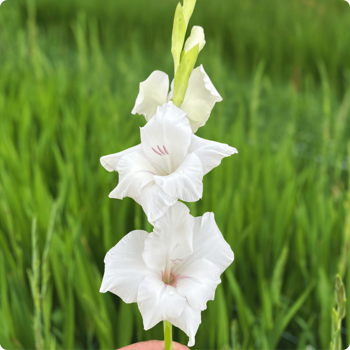 White Prosperity Gladiolus (Pack of 10) Sword Lily - Love Dahlias - south - africa - flower - bulbs