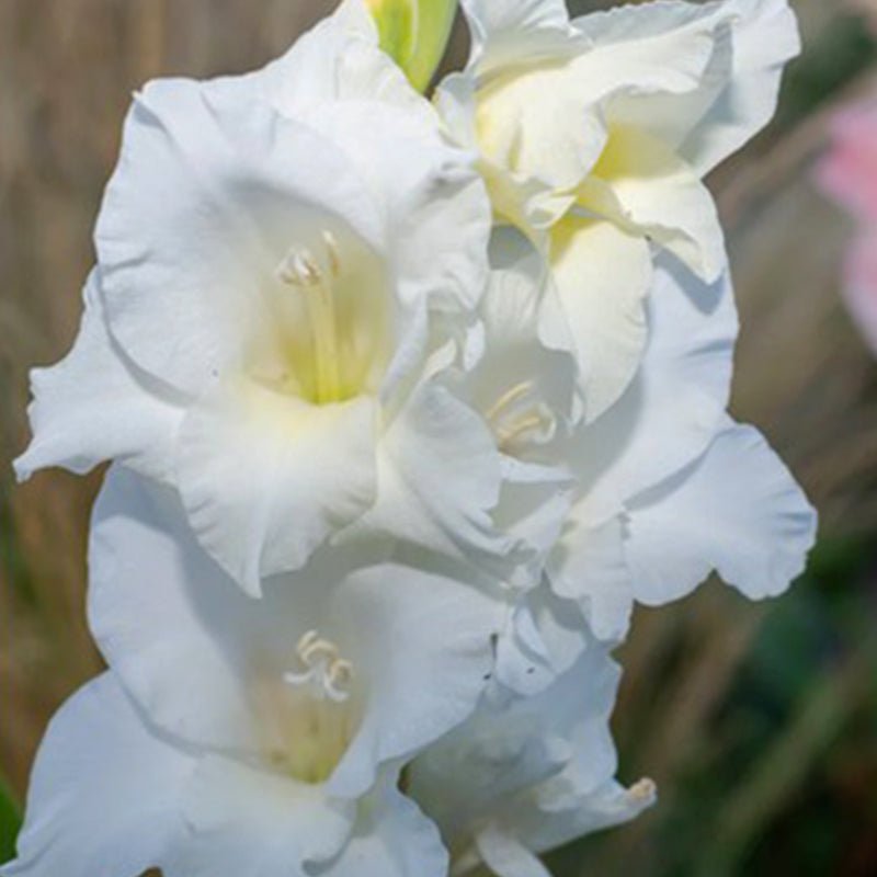 White Prosperity Gladiolus (Pack of 12) Sword Lily - Love Dahlias - south - africa - flower - bulbs