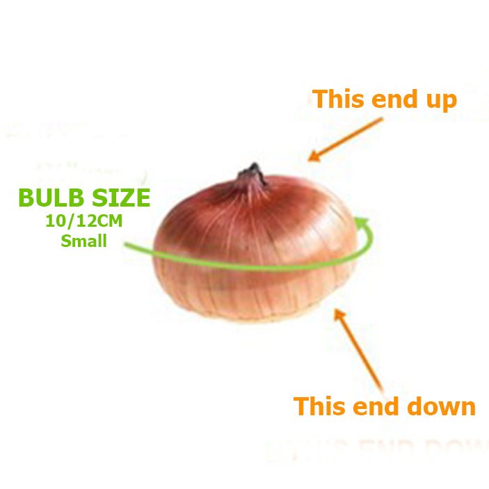 White Prosperity Gladiolus (Pack of 12) Sword Lily - Love Dahlias - south - africa - flower - bulbs