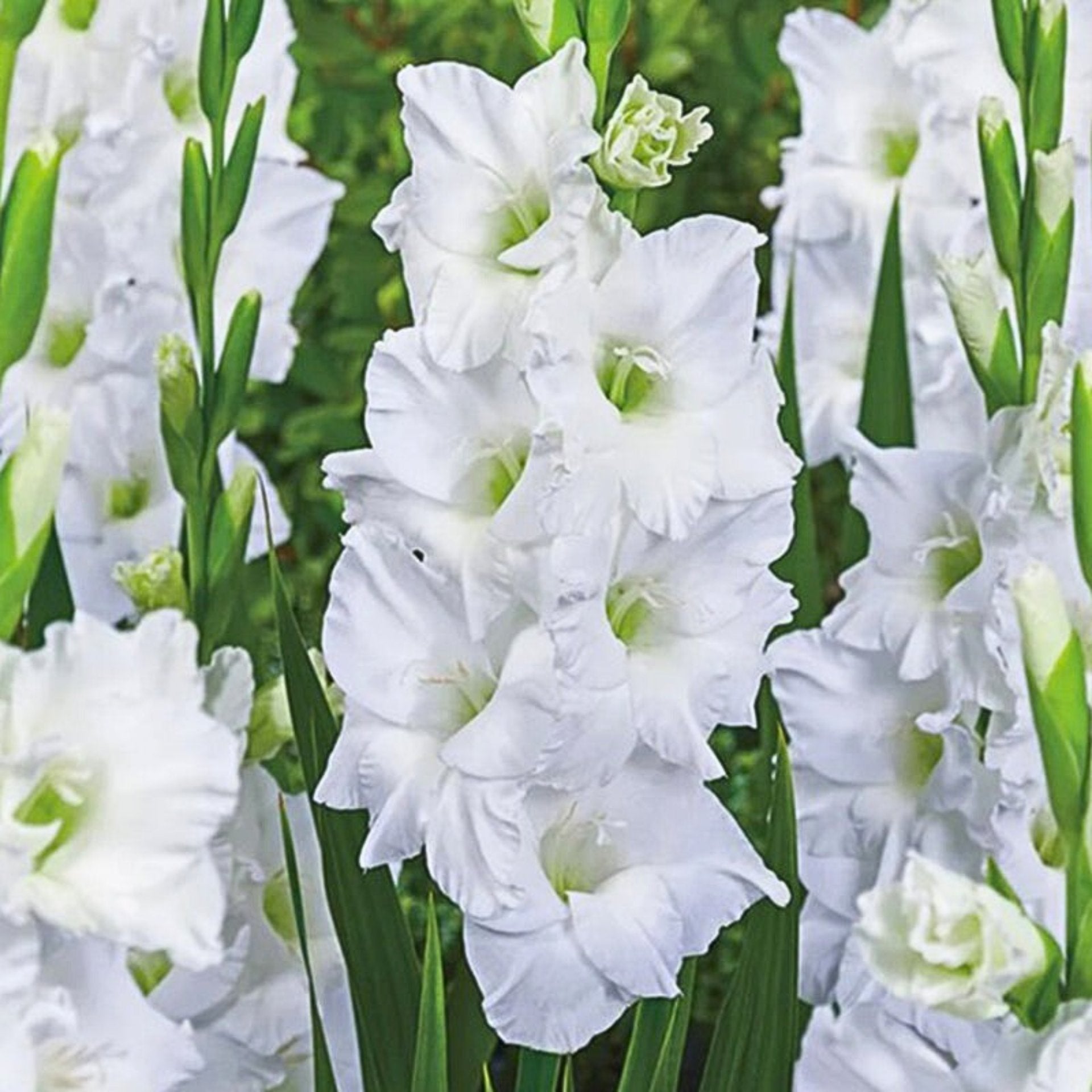 White Prosperity Gladiolus (Pack of 12) Sword Lily - Love Dahlias - south - africa - flower - bulbs