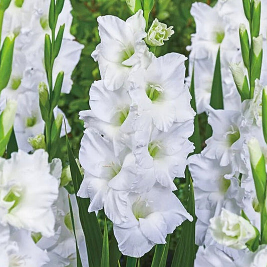 White Prosperity Gladiolus (Pack of 12) Sword Lily - Love Dahlias - south - africa - flower - bulbs