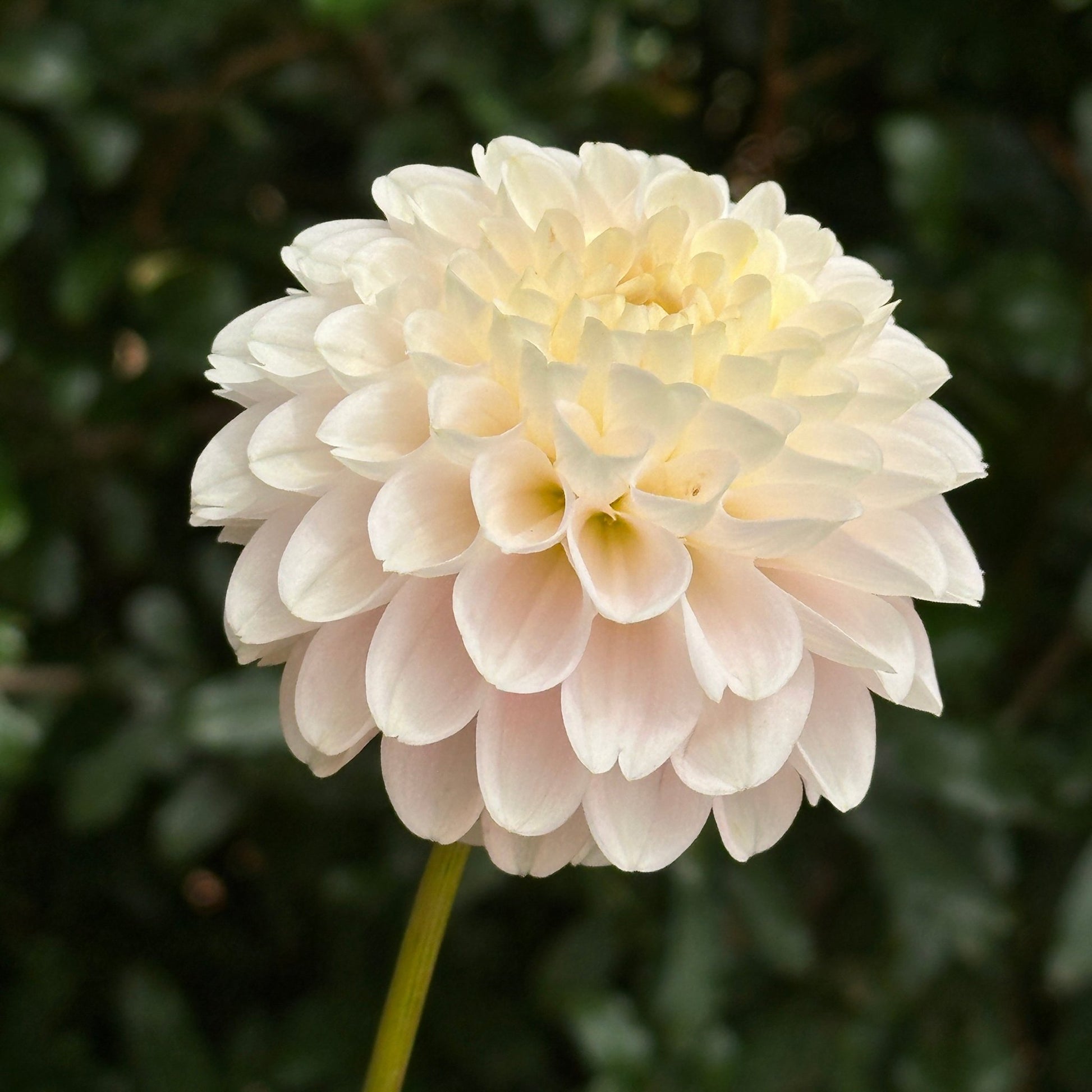 White Wizard Dahlia Tuber - Love Dahlias - south - africa - flower - bulbs