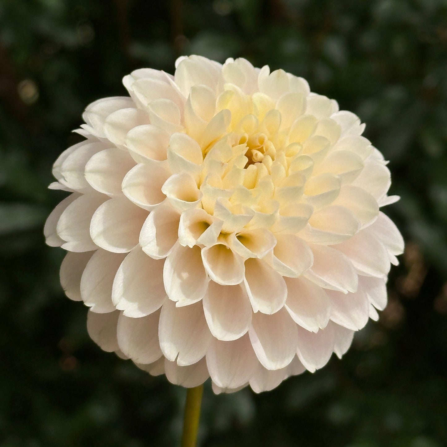 White Wizard Dahlia Tuber - Love Dahlias - south - africa - flower - bulbs