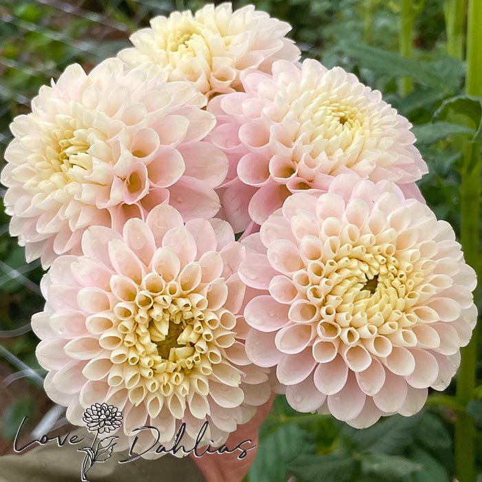 White Wizard Dahlia Tuber - Love Dahlias - south - africa - flower - bulbs