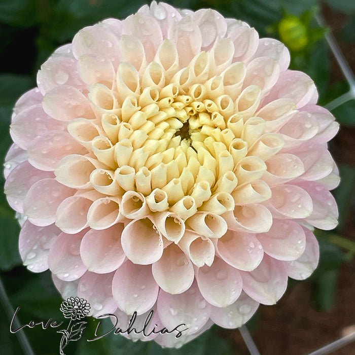 White Wizard Dahlia Tuber - Love Dahlias - south - africa - flower - bulbs