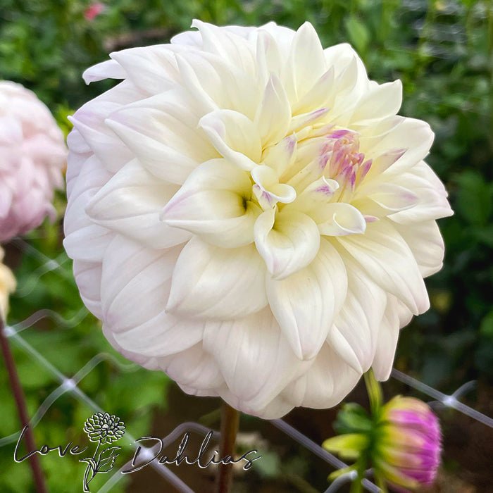 Who Me Dahlia Tuber - Love Dahlias - south - africa - flower - bulbs