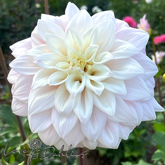 Who Me Dahlia Tuber - Love Dahlias - south - africa - flower - bulbs