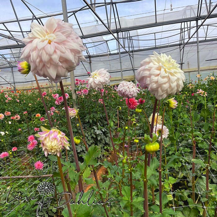 Who Me Dahlia Tuber - Love Dahlias - south - africa - flower - bulbs