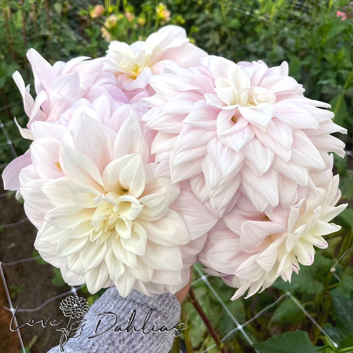 Who Me Dahlia Tuber - Love Dahlias - south - africa - flower - bulbs