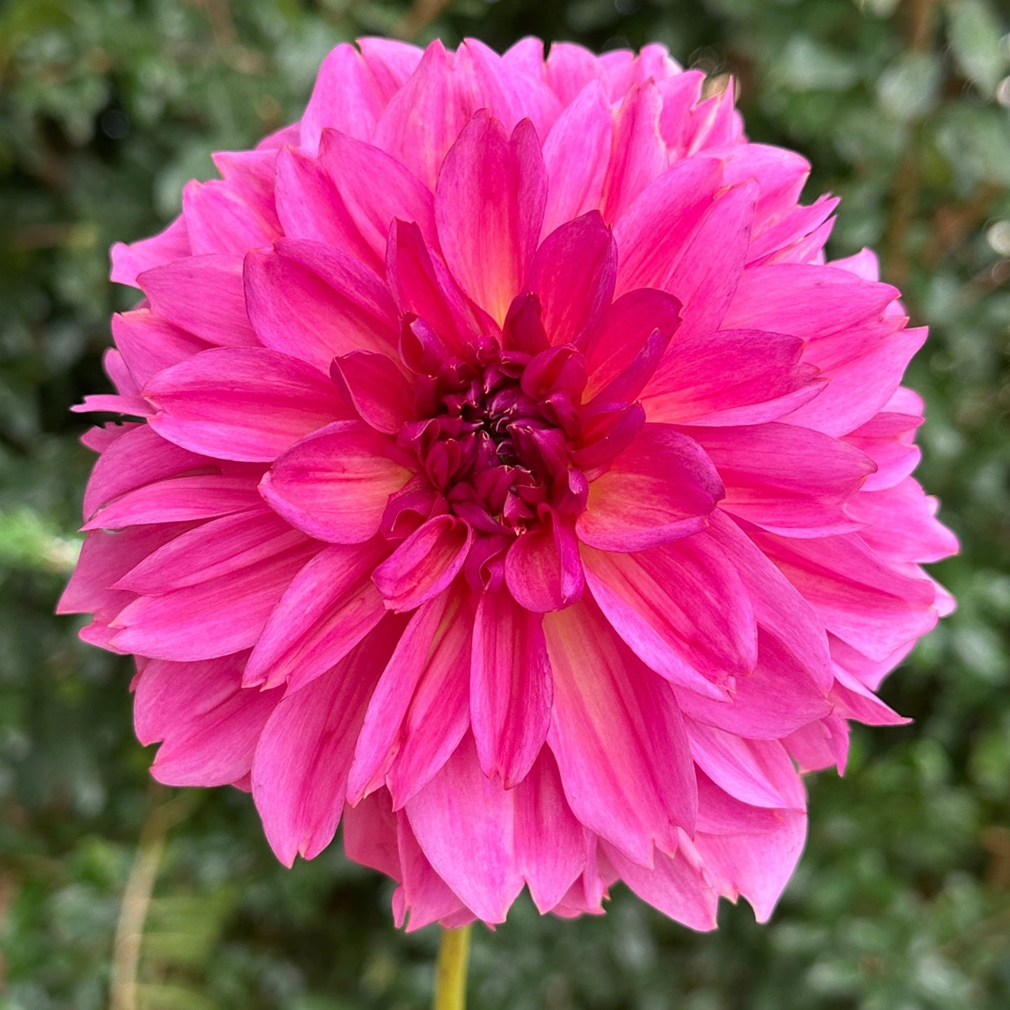 Wildbloom Reinette Dahlia Tuber - Love Dahlias - south - africa - flower - bulbs