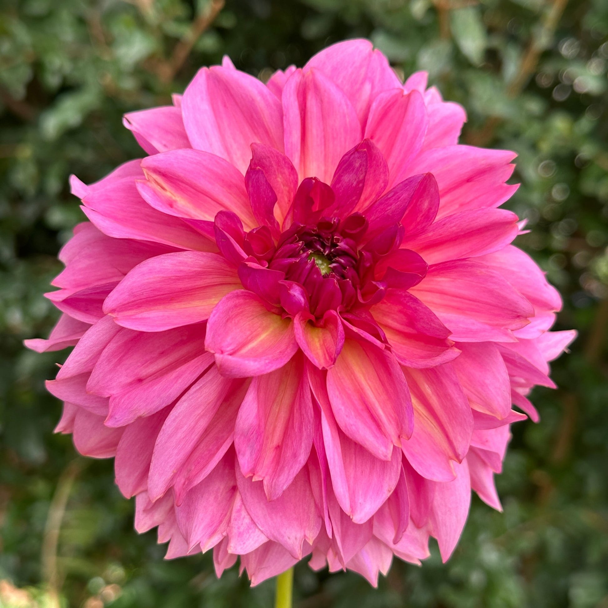 Wildbloom Reinette Dahlia Tuber - Love Dahlias - south - africa - flower - bulbs