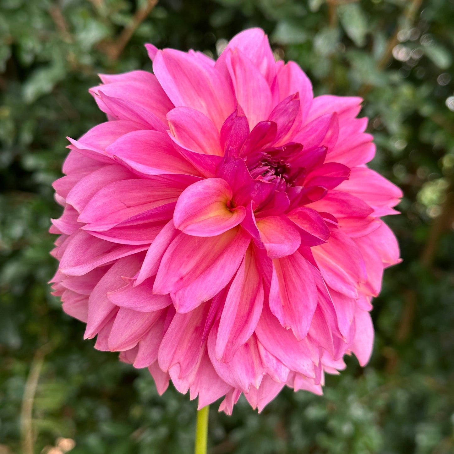 Wildbloom Reinette Dahlia Tuber - Love Dahlias - south - africa - flower - bulbs